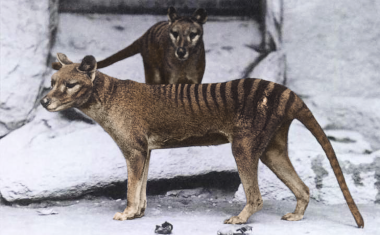 Auf den Spuren des Beutelwolfs