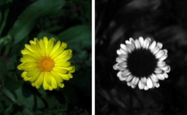First commercial UV-plus-visible hyperspectral camera