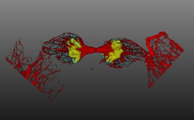 AI-based workflow for confocal microscopy automates the detection of rare events
