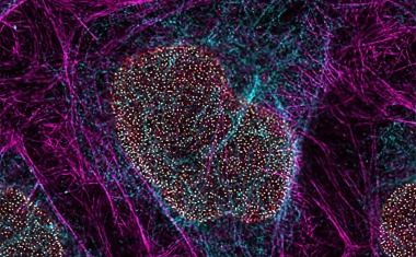 Extended live cell imaging at nanoscale resolution