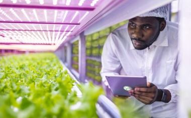 Hoch hinaus im Vertical Farming