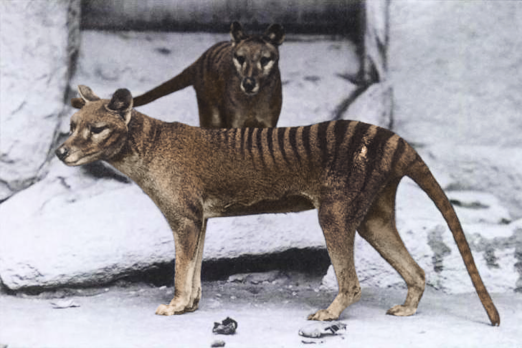 Männliche und weibliche Beutelwölfe im National Zoo, Washington, D.C., von...