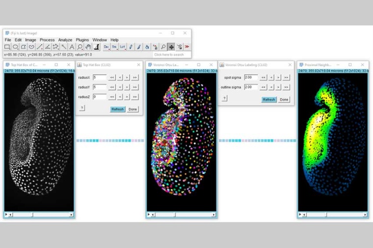 Biologists working in developmental biology study for example developing beetle...