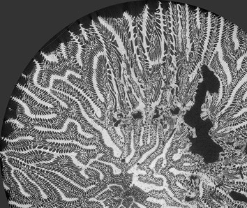 X-ray image of a coral (Image: European Synchrotron Radiation Facility (ESRF)).