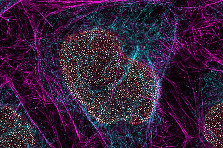 STED for Cell Biology: Multicolor fixed-sample, image acquired using TauSTED...