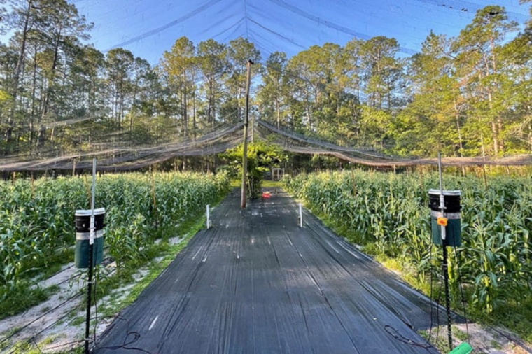 Laser scarecrows set up in experimental flight pen in Gainesville, Florida....